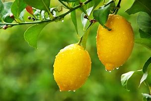 Shungite - Shungite the miracle stone : The countless benefits  Lemon-tree